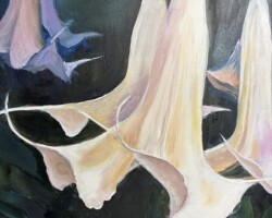 Brugmansia