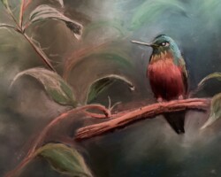 Chestnut-breasted Coronet