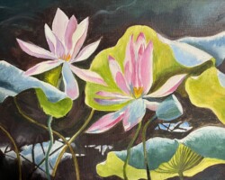 Lotus Flowers Northern Territories