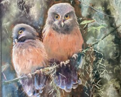 White Throated Screech Owl